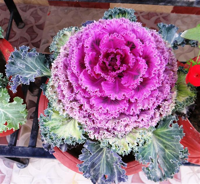 Brassica oleracea